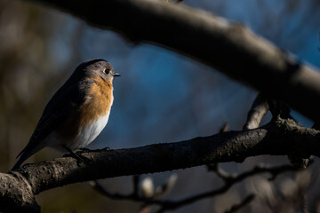 Bluebird on a branch