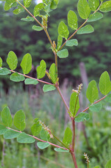 Astragalus (Astragalus glycyphyllos) grows in nature