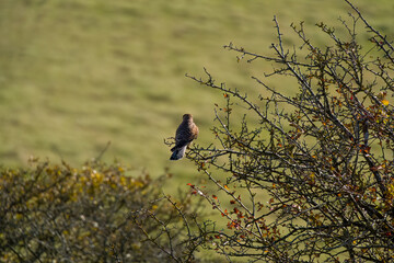 Kestrel