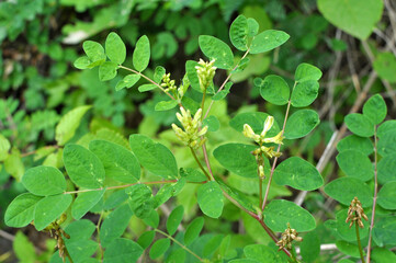 Astragalus (Astragalus glycyphyllos) grows in nature