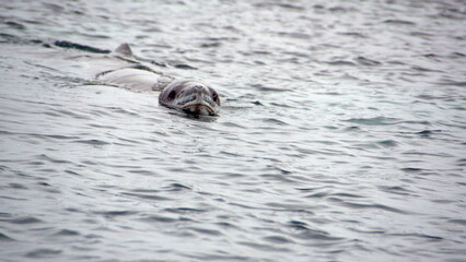 Fototapeta premium Leopard seal (Hydrurga leptonyx) swimming in the Southern Ocean at Kinnes Cove, Joinville Island, Antarctica