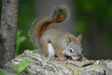 Naklejka na ściany i meble squirrel in forest