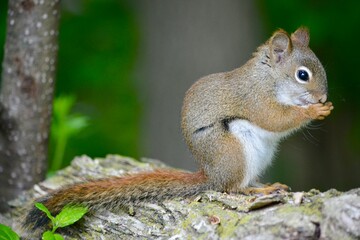 squirrel in forest