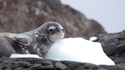 Close up of a crabeater seal (Lobodon carcinophaga) lying on a rock, in the snow, at Kinnes Cove, Joinville Island, Antarctica