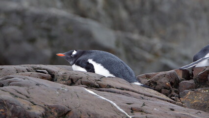 Gentoo penguin (Pygoscelis papua) lying on a rock at Kinnes Cove, Joinville Island, Antarctica
