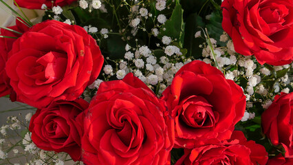 Red roses. beautiful rose flower in the garden. rose flower background. rose flower texture. Roses...