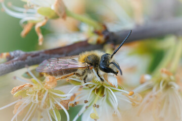 Closeup on a male Orange tailed mining bee, Andrena haemorrhoa, sitting on white flowers of Prunus...