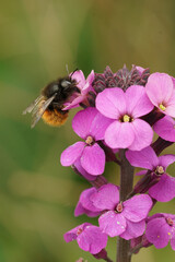 Closeup on a female European orchard mason bee, Osmia cornuta, sitting on a purple wallflower