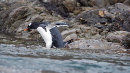 Gentoo penguin (Pygoscelis papua) entering the water at Kinnes Cove, Joinville Island, Antarctica