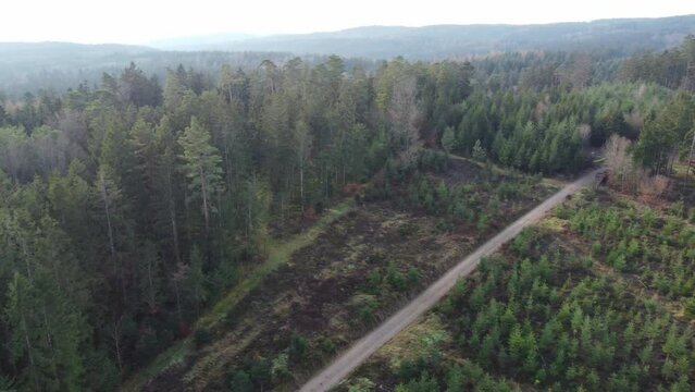 Forest dieback and reforestation necessary due to climate change in Bavaria