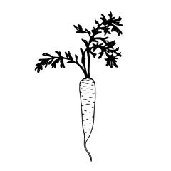 Linear sketch of carrot vegetable.Vector graphics.