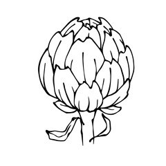 Artichoke linear sketch.Vector graphics.