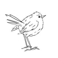 Linear sketch of a small bird. Wind graphics.