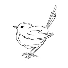 Linear sketch of a small bird. Wind graphics.