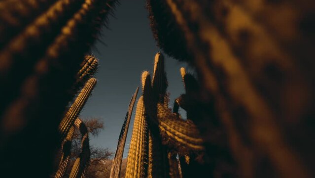 Timelapse Cactus 
