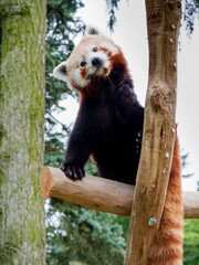 Obraz premium cute red panda in Zoo Olomouc (Czech Republic)