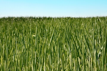 green wheat field and sunny day