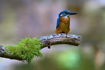 Cute male common kingfisher, alcedo atthis, sitting on branch in spring at sunrise. Small bird with colorful feathers looking in nature from front view.