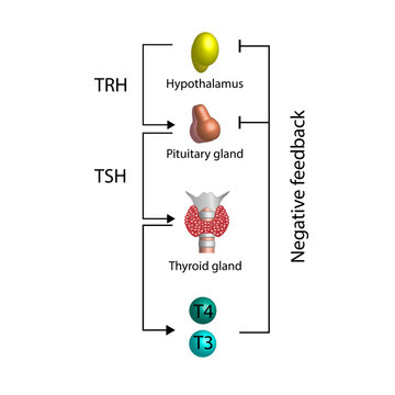 Feedback loop controlling thyroid hormone secretion into the blood. Thyroid gland, T3 and T4. hypothalamus, TRH and pituitary gland, TSH. Scientific diagram. Vector illustration.