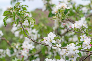 apple orchard with blooming apple trees. Apple garden in sunny spring day. Countryside at spring season. Spring apple garden blossom background