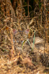 Cat in the grass