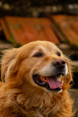 Golden retriever portrait