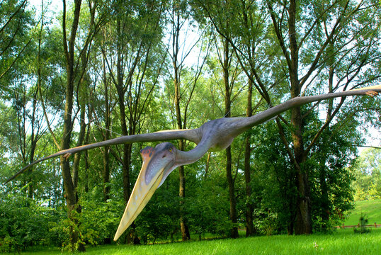 Pterodactyloidea Images – Browse 364 Stock Photos, Vectors, and Video