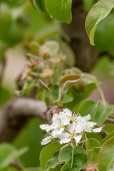 pear orchard with blooming pear trees.