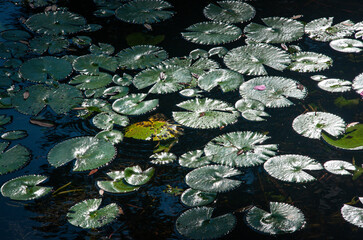 water lily in the water