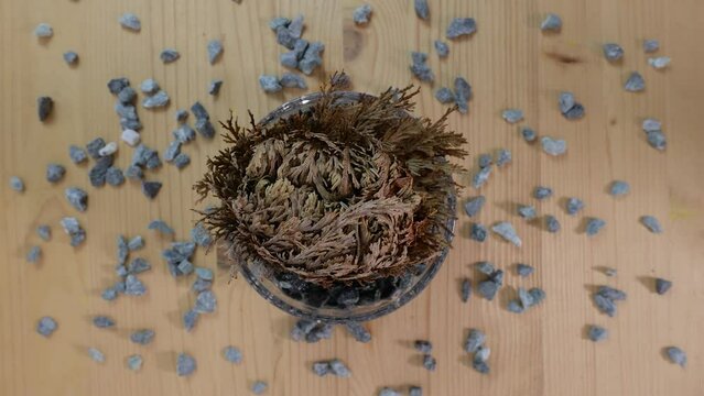 Selaginella lepidophylla reviving. Time lapse of a "resurrection plant" uncurling. This plant is also known as flower of stone, false rose of Jericho and rose of Jericho. Concept for Cryptobiosis.