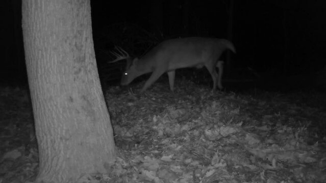 whitetail deer buck in forest at night
