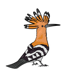 Hoopoe white cartoon vector background. © Abuelnaga