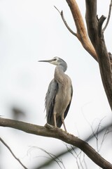 great blue heron