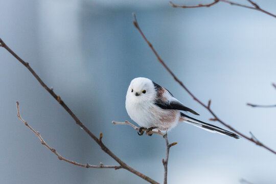 Long-tailed tit (Aegithalos caudatus)