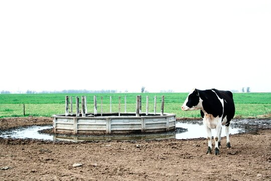 Vaca tambo en el abrevadero del tanque australiano en el campo de La Pampa Argentina, en su corral para beber agua, forma un original paisaje rural con el verde prado en el horizonte