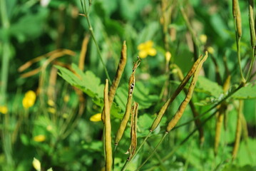 fruits of Chelidonium majus, the greater celandine