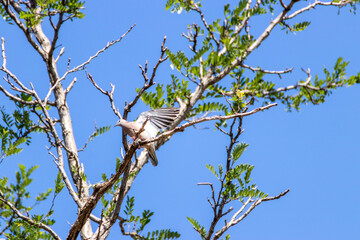 Paloma volando 