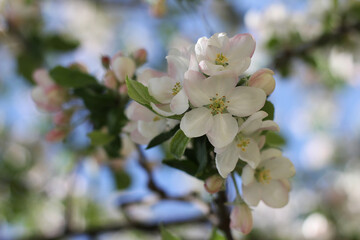 Flowering apple tree. Beautiful delicate large apple tree flowers blossomed on tree branches in the garden in spring