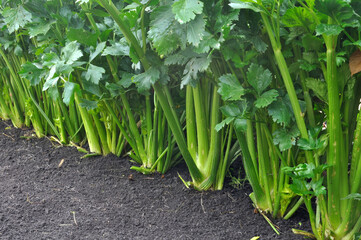 Obraz premium closeup of green frash petiole celery plantation (leaf vegetables) in the vegetable garden