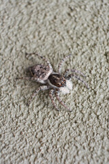 Vertical macro shot of brown, black and white jumping spider salticidae seen from above on wall in Buenos Aires, Argentina.