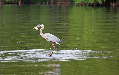 Obraz premium Great Blue Heron with a fish - Tennessee