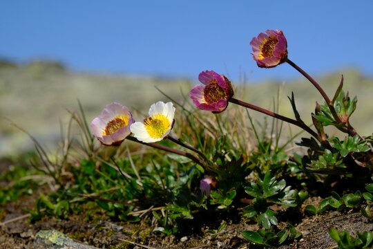 Flowers Of Ranunculus Glacialis, The Glacier Buttercup Or Glacier Crowfoot, Met On Besseggen Trail In Jotunheimen, Norway 