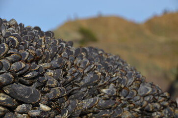 Mussels by the SF Ocean