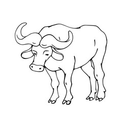 Linear sketch of a wild animal of the African savannah, the buffalo. Vector graphics.
