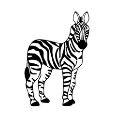 Fototapeta na wymiar Linear sketch of a wild animal of the African savanna, the zebra. Vector graphics.