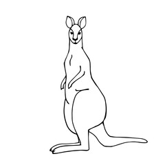 Linear sketch of a kangaroo.Vector graphics.