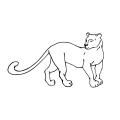 Linear sketch of wild feline, black panther.Vector graphics.