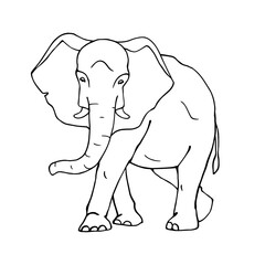 Linear sketch of a wild animal of the African savannah, an elephant. Vector graphics.