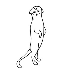 Linear sketch of a wild animal of the African savannah, the meerkat. Vector graphics.