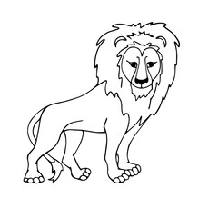 Linear sketch of a wild animal of the cat family, lion. Vector graphics.